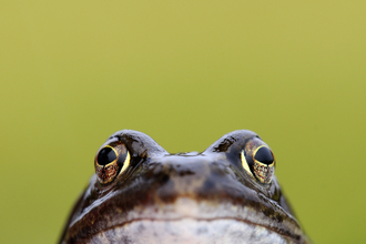 frog